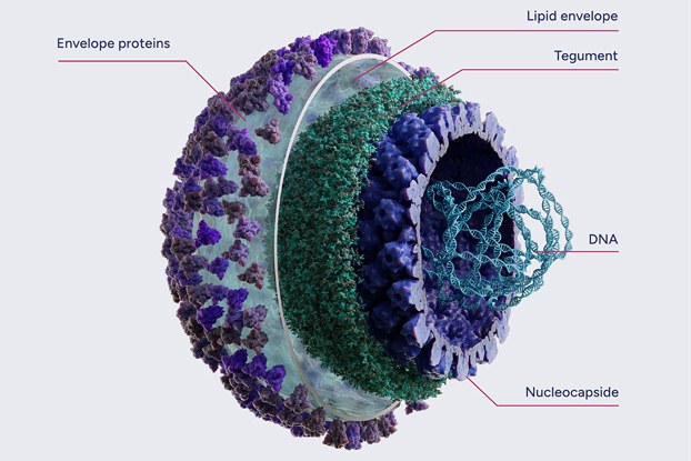 Cutaway 3D illustration of a herpes simplex virus type 1 vector particle with labelled layers: purple envelope proteins on the surface, a translucent lipid envelope, a green tegument layer, a blue nucleocapsid and coiled DNA at the centre