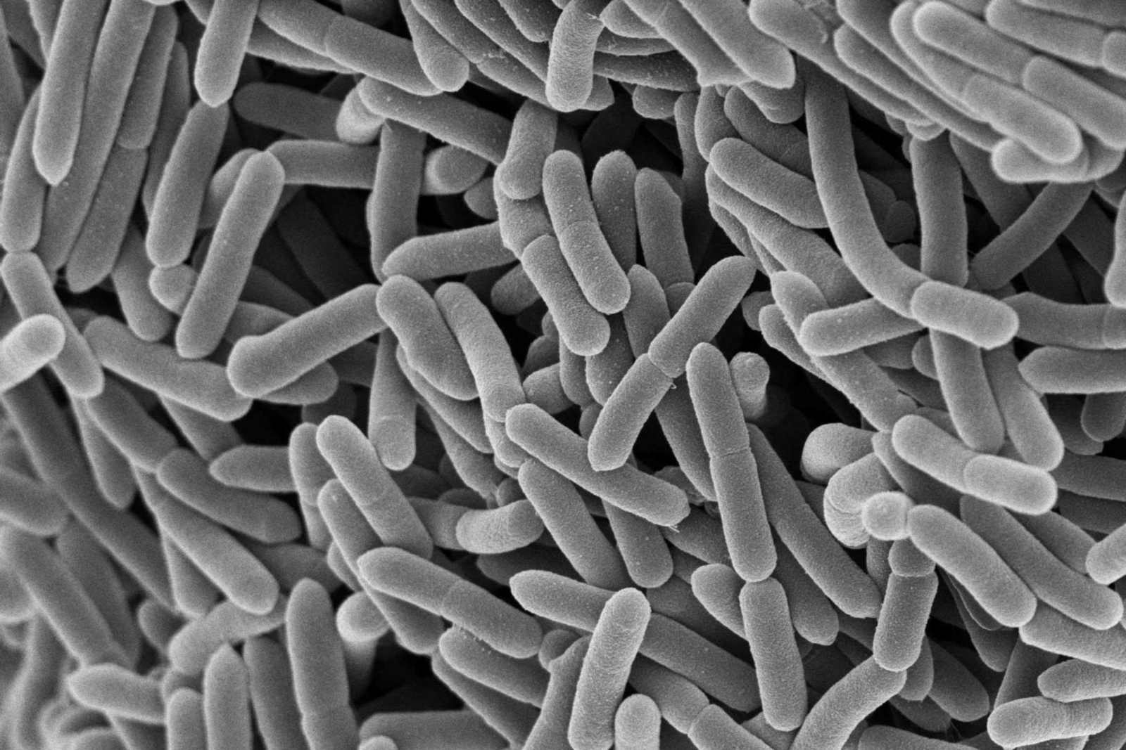 Scanning electron micrograph of densely packed rod-shaped bacteria, from Microbiotica's own image library