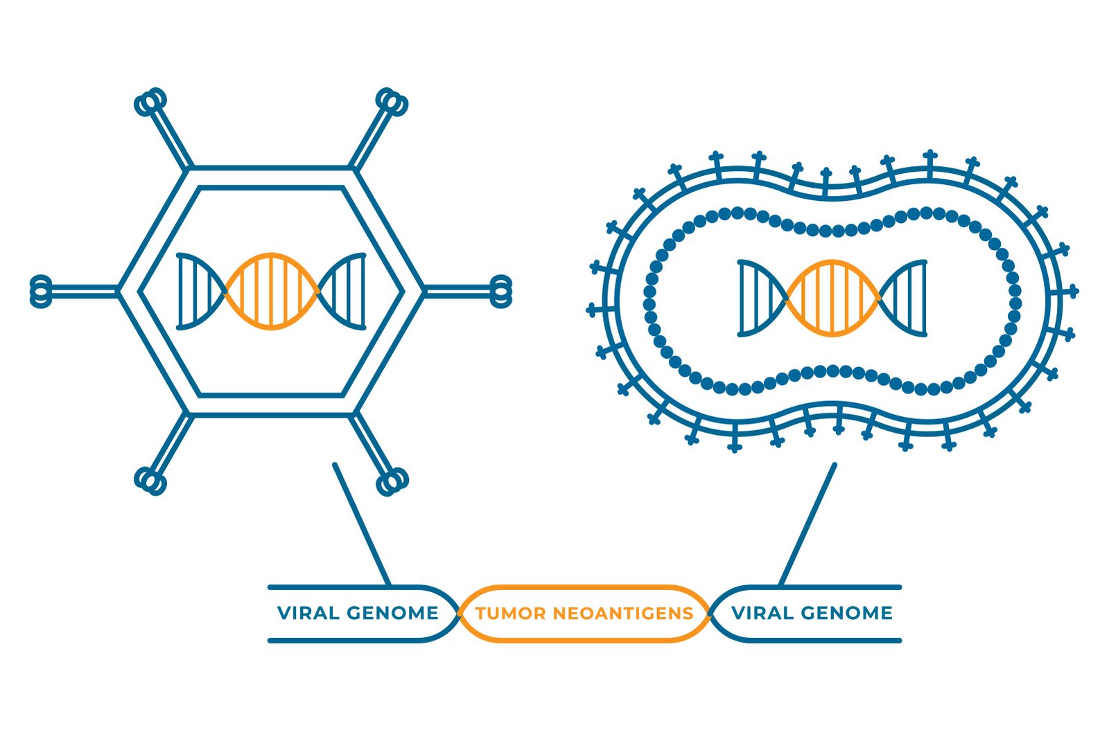 Nouscom line illustration of two viral vaccine vectors, each drawn carrying a DNA strand, joined to a label reading viral genome, tumor neoantigens, viral genome
