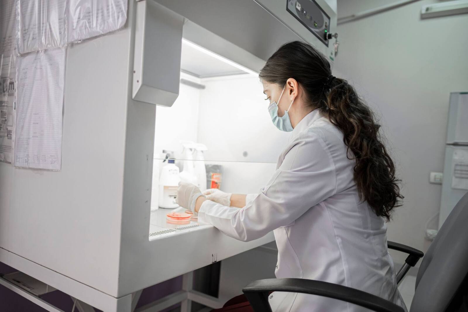 A researcher in a lab coat and mask works with culture plates inside a biosafety cabinet