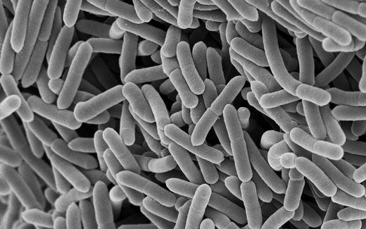 Scanning electron micrograph of densely packed rod-shaped bacteria, from Microbiotica's own image library