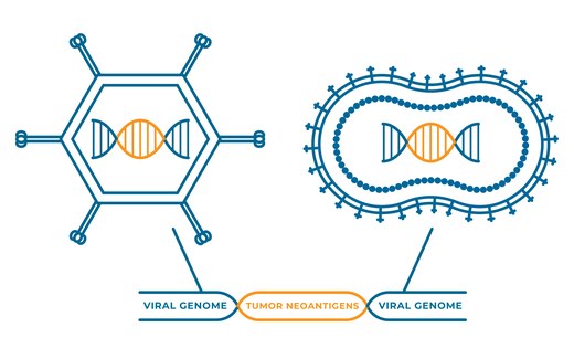 Nouscom illustration of two viral vaccine vectors carrying DNA, labelled viral genome, tumor neoantigens, viral genome