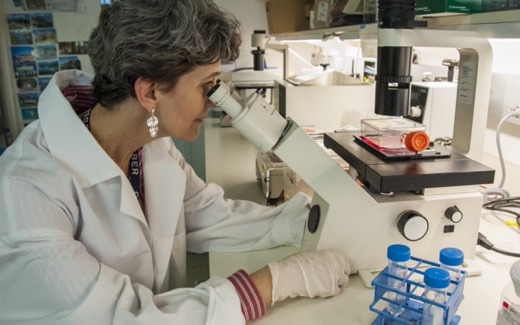 A scientist at FDA's Center for Biologics Evaluation and Research examining a cell-culture flask under an inverted microscope