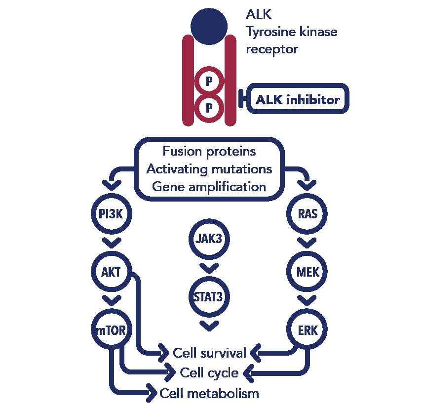 Diagram of the ALK tyrosine kinase receptor blocked by an ALK inhibitor, with the downstream PI3K/AKT/mTOR, JAK3/STAT3 and RAS/MEK/ERK pathways leading to cell survival, cell cycle and cell metabolism